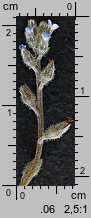 Myosotis stricta (niezapominajka piaskowa)