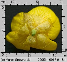 Ranunculus acris (jaskier ostry)
