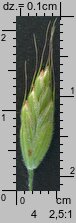 Bromus hordeaceus ssp. hordeaceus (stokłosa miękka typowa)