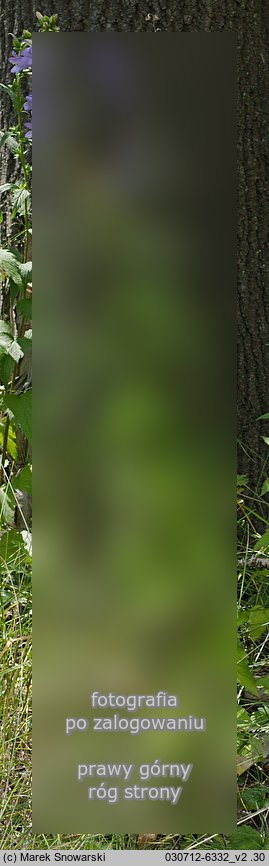 Campanula trachelium (dzwonek pokrzywolistny)