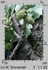 Quercus cerris (dąb burgundzki)