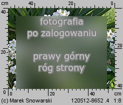 Anemonoides sylvestris (zawilec wielkokwiatowy)