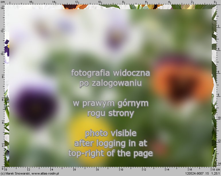 Viola ×wittrockiana (fiołek ogrodowy)