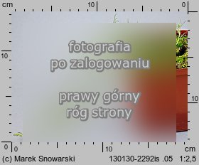 Spergularia rubra (muchotrzew polny)
