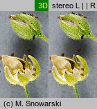 Spergularia rubra (muchotrzew polny)