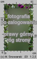 Salvia farinacea (szałwia omączona)