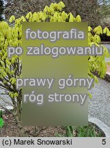 Aesculus hippocastanum Wratislavia