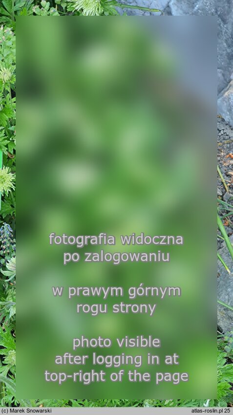 Anemonoides sylvestris Polish Star