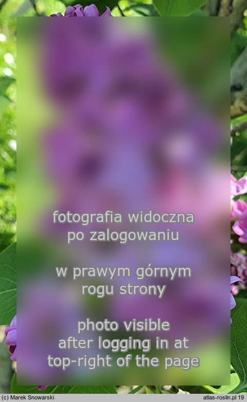 Syringa vulgaris Leonid Leonow