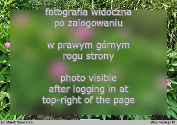 Paeonia lactiflora Guidon