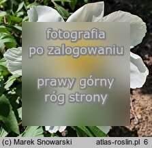 Paeonia lactiflora Whitleyi Major
