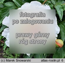 Paeonia lactiflora Dermonth