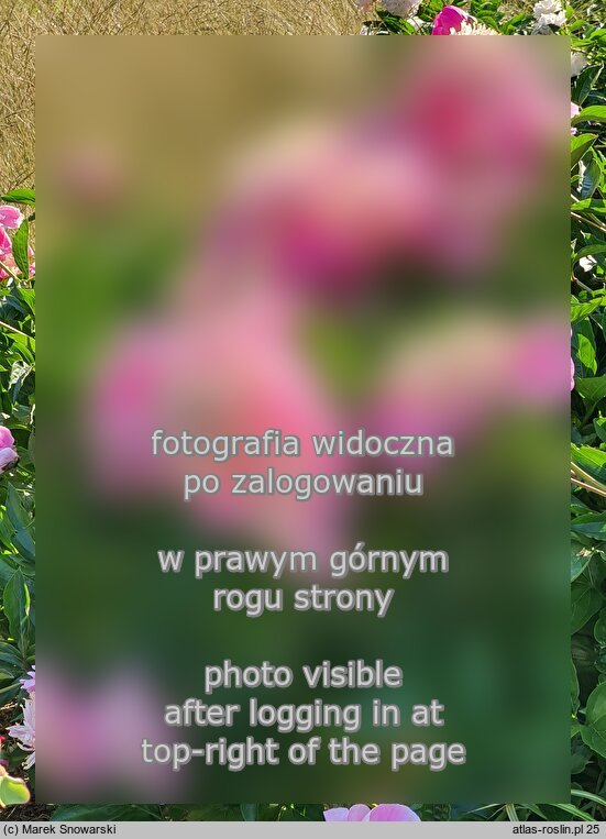 Paeonia lactiflora Doreen