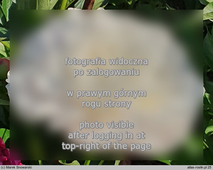 Paeonia lactiflora Yubileynij