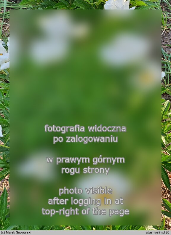Paeonia lactiflora White Wings