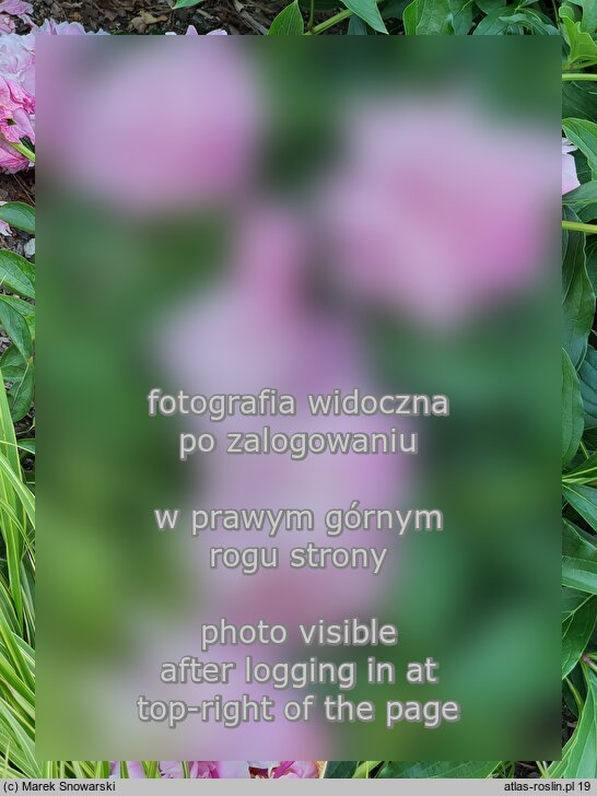 Paeonia lactiflora Pecher