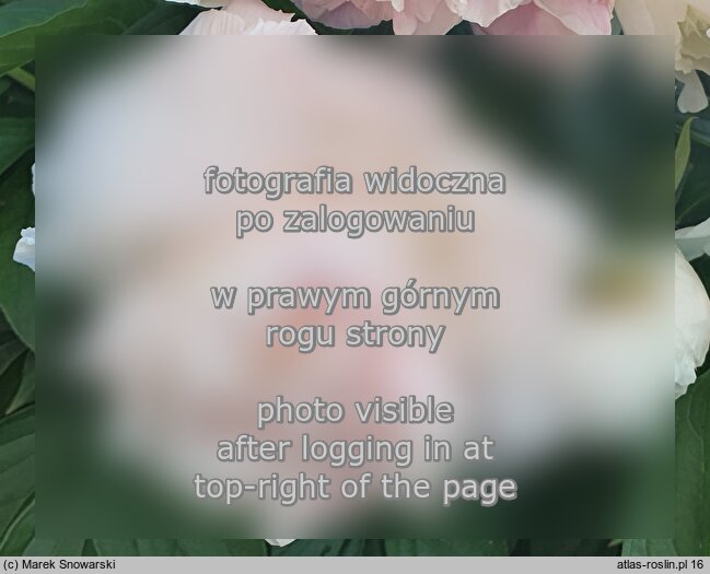 Paeonia lactiflora Virgo Maria