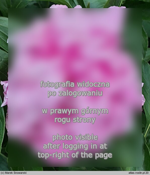 Paeonia lactiflora Thérese