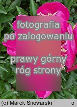 Paeonia lactiflora Ursyn Niemcewicz