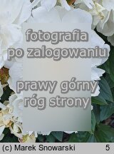 Paeonia lactiflora Vesilna
