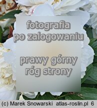 Paeonia lactiflora Vesilna