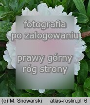 Paeonia lactiflora Albert Crousse