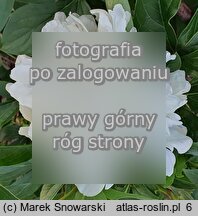 Paeonia lactiflora Ann Cousins