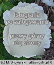Paeonia lactiflora Amalia Olson