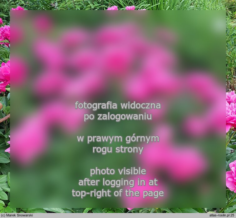 Paeonia lactiflora Better Times