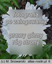 Paeonia lactiflora Canari