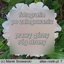 Paeonia lactiflora Cornelia Shaylor