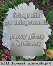 Paeonia lactiflora Diana Parks