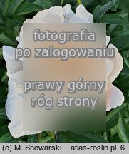 Paeonia lactiflora Ewelina