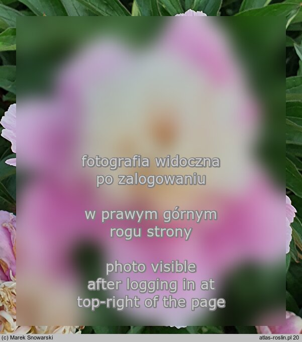 Paeonia lactiflora Eva
