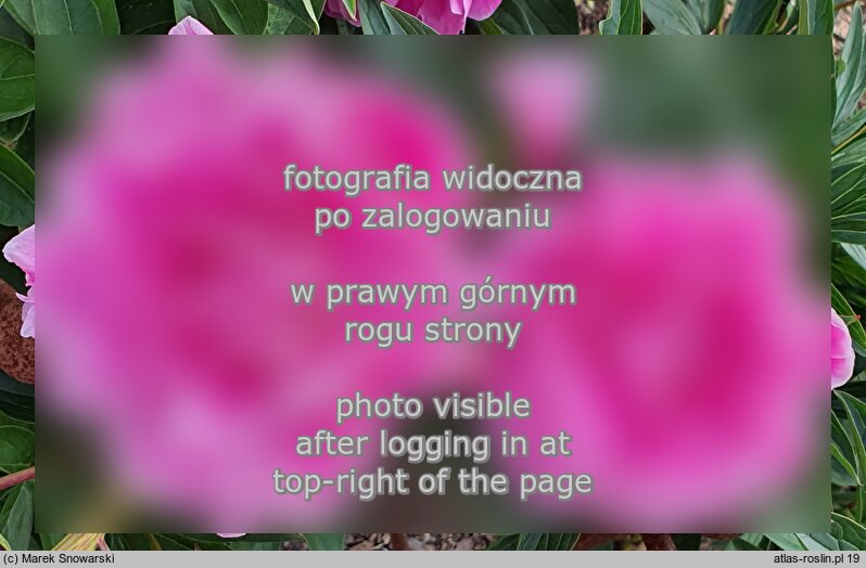 Paeonia lactiflora Good's Dream