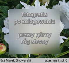Paeonia lactiflora Henry Sass