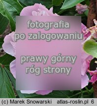 Paeonia lactiflora Lady Anna