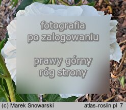 Paeonia lactiflora Marie Lemoine