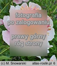 Paeonia lactiflora Zhemchuzhnaya Rossyp