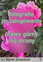 Paeonia lactiflora Jadwiga