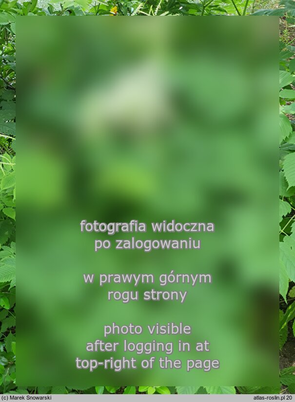 Aruncus vulgaris