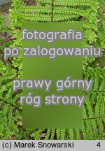 Dryopteris affinis agg. Cristata