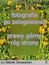 Coreopsis grandiflora Sunny