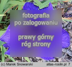 Iris sibirica Sobowtór