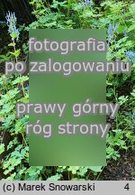 Corydalis flexuosa (kokorycz pogięta)