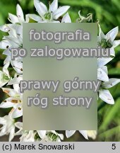 Allium odorum (czosnek cuchnący)