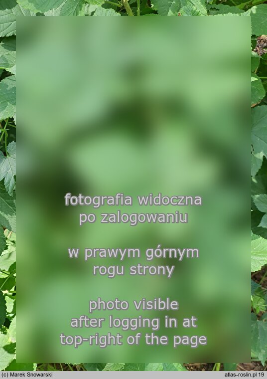 Rubus wahlbergii (jeżyna Wahlberga)