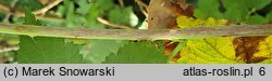 Rubus lesznensis (jeżyna leszczyńska)