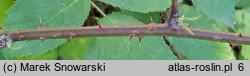 Rubus micans (jeżyna lśniąca)