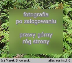Sorbaria altaica (tawlina ałtajska)